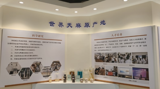 云南昭通:扎根乌蒙沃土,筑牢天麻产业根基,书写乡村振兴“致富经”